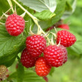 Everbearing Heritage Raspberry Cuttings - 20 Thin Rubus idaeus for Home Garden, Fresh Fruit, Continuous Harvest
