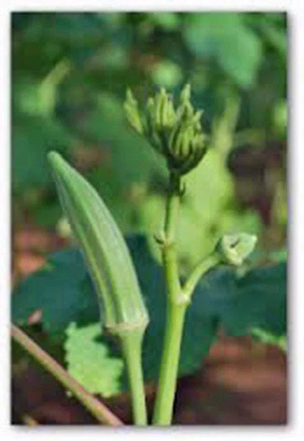Okra Seeds - 100 Non-GMO Heirloom Perkins Long Pod Organic Vegetable Seeds Abelmoschus esculentus