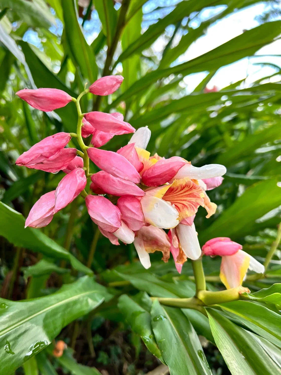 Pink Perfection Shell Ginger Rhizomes - Alpinia hainanensis, Tropical Plant for Partial Shade, Easy to Grow, Garden or Container