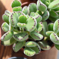 Live Succulent Plant - Cotyledon Tomentosa 'Bear's Paw' - Rooted Indoor/Outdoor Decorative Succulent