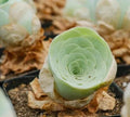 Rare Mountain Rose Succulent Seeds - Echeveria 'Mountain Rose' - 10 Seeds for Indoor & Outdoor Gardens
