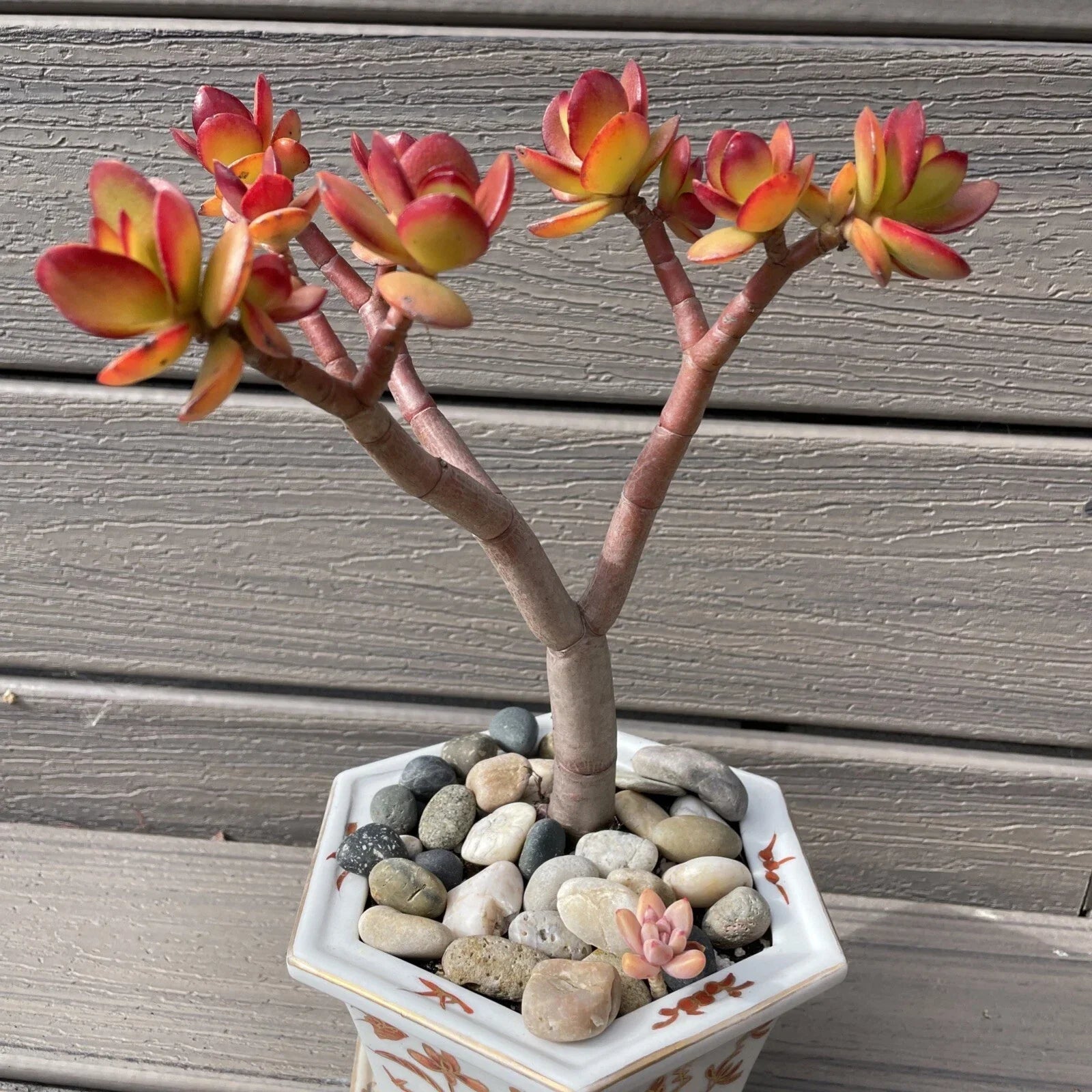 Rare Red Akai Jade Succulent Bonsai Tree 8-10” Crassula Ovata Bare Rooted Indoor Outdoor Plant