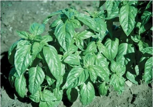Large Leaf Italian Basil Seeds - 16,000 Non-GMO Heirloom Ocimum basilicum for Culinary Gardening