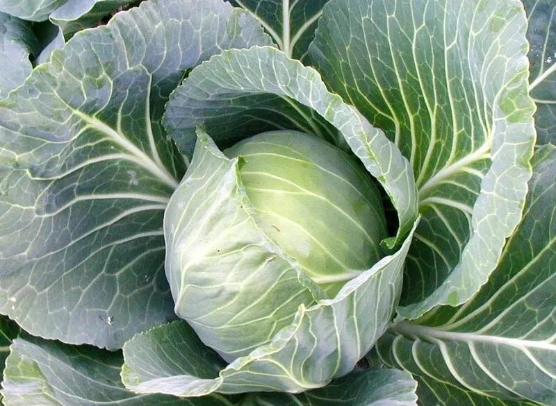 Cabbage Seeds - 1000+ Heirloom Early Jersey Wakefield Brassica oleracea var. capitata Non-GMO, Fresh for Spring Planting