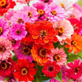 Dahlia Flowered Zinnia Seed Mix - 110 Seeds - Colorful Blooming Mix - Zinnia elegans Garden Seeds - Full Sun Annual