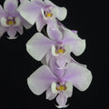 Phalaenopsis Orchid Plant - Near Bloom Size, Fragrant Mottled Leaves, Phalaenopsis schilleriana, Indoor Garden, Low Maintenance