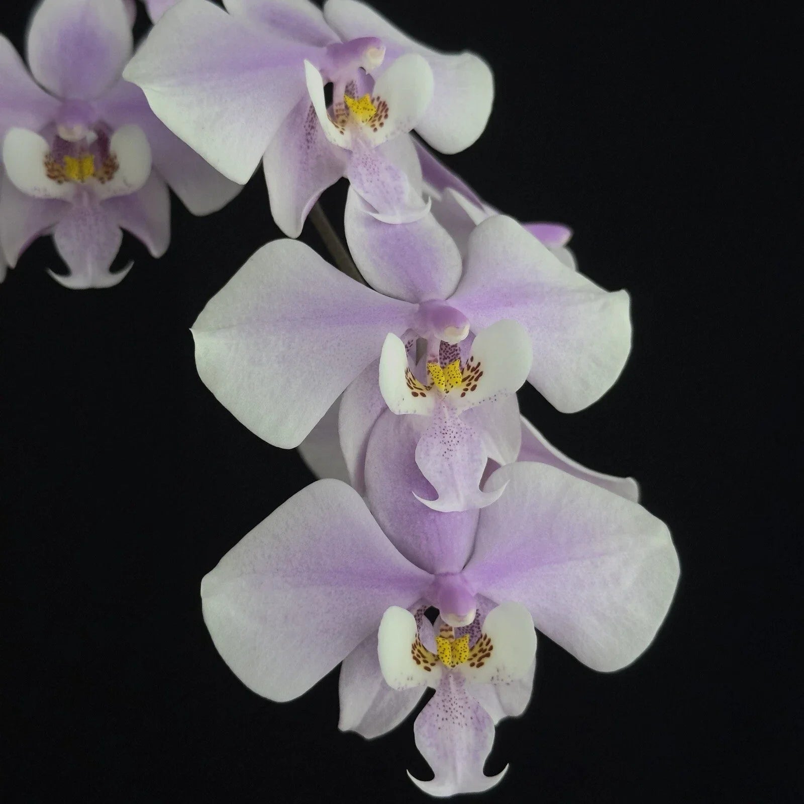 Phalaenopsis Orchid Plant - Near Bloom Size, Fragrant Mottled Leaves, Phalaenopsis schilleriana, Indoor Garden, Low Maintenance