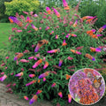 Bicolor Butterfly Bush Live Plant, 6+ Inches, Fragrant Yellow Lavender Blooms, Buddleia x weyeriana 'Bicolor'