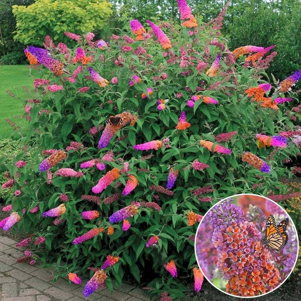 Bicolor Butterfly Bush Live Plant, 6+ Inches, Fragrant Yellow Lavender Blooms, Buddleia x weyeriana 'Bicolor'