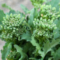 Broccoli Raab Seeds Pack of 300+ | Non-GMO Heirloom Spring Rapini Vegetable | Brassica rapa