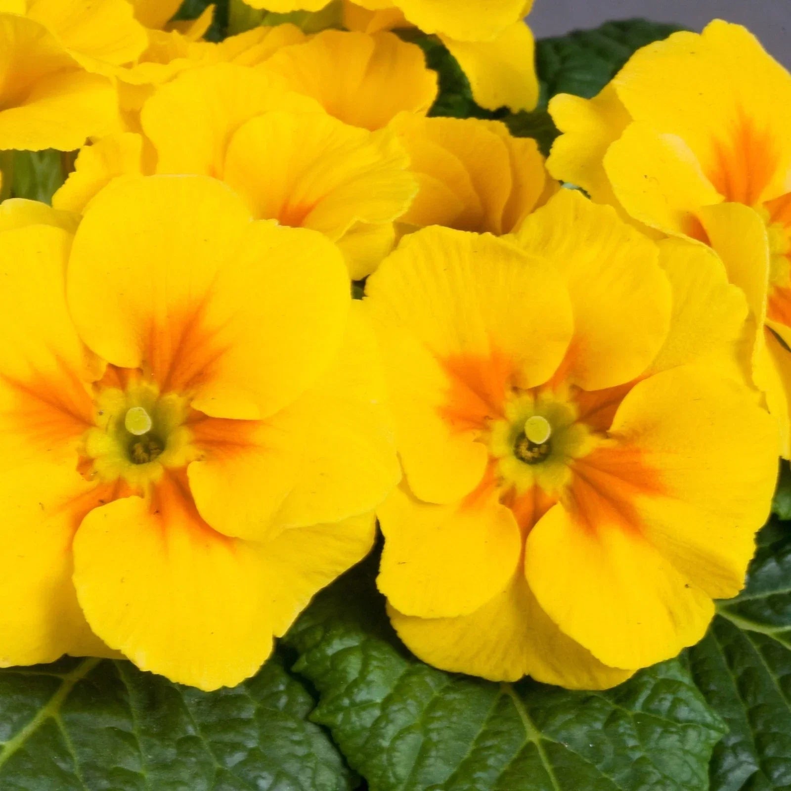 Primula Danova Seeds 500 Pack - Golden Yellow Flowering Plant - Perennial Garden Seeds