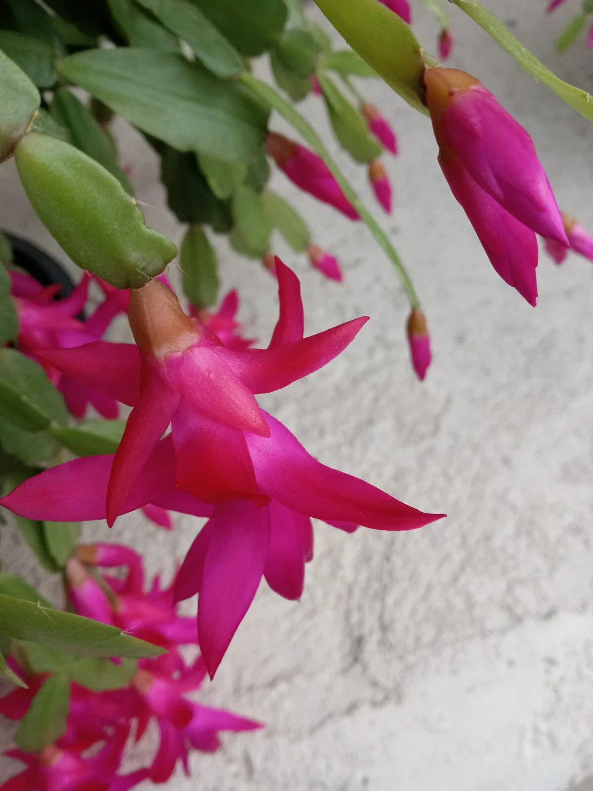 Rooted Christmas Cactus Plants - Pink Schlumbergera Zygocactus, 5 Pack, Indoor/Outdoor, Easy Care