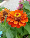 Dwarf Zinnia Seeds - Profusion Orange - Zinnia elegans - Compact Annual Flower for Garden & Patio