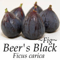Beer’s Black Fig Live Bare Root Plant - 16+ Inches Ficus carica 'Beer’s Black' Self-Fertile Fruit Tree for Home Garden