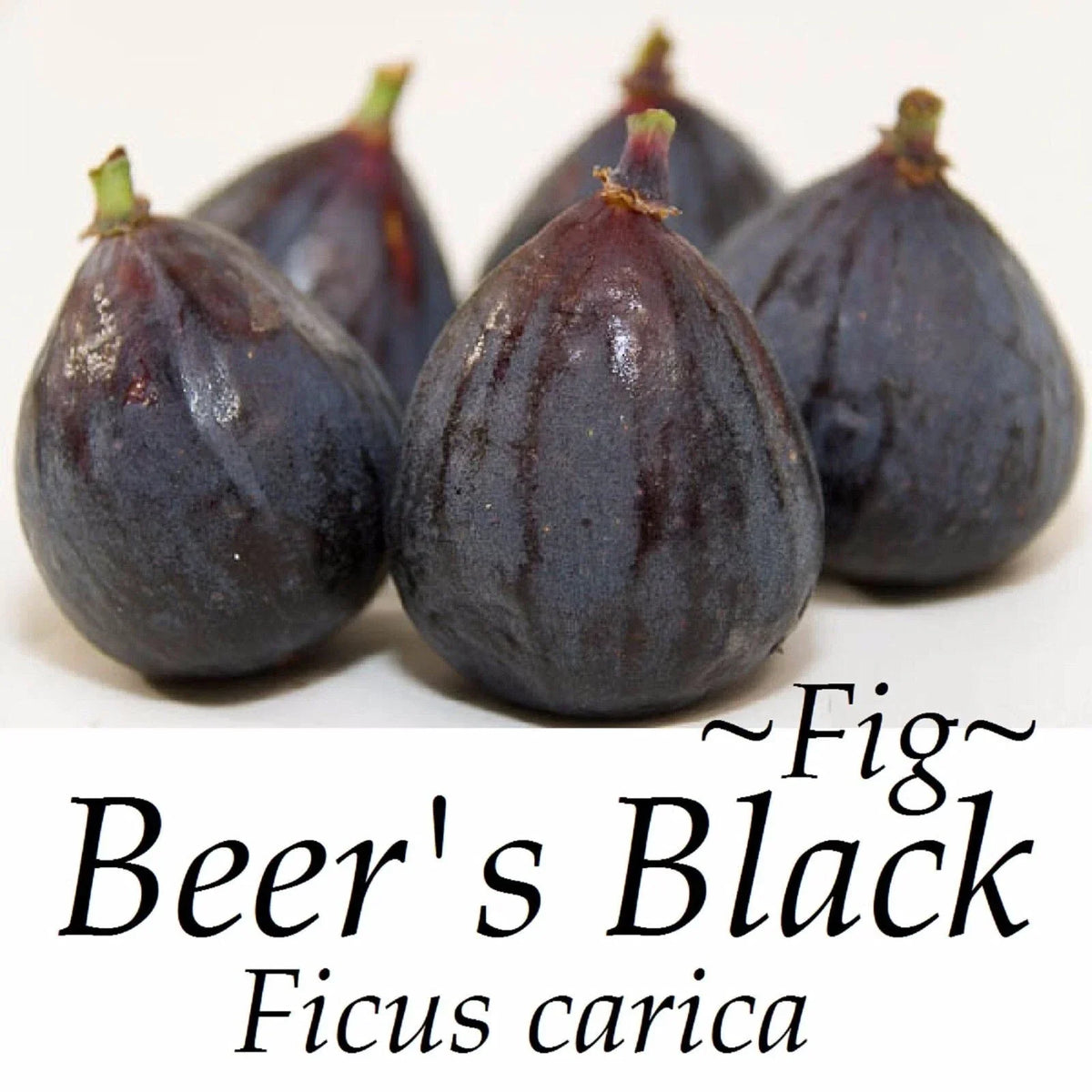 Beer’s Black Fig Live Bare Root Plant - 16+ Inches Ficus carica 'Beer’s Black' Self-Fertile Fruit Tree for Home Garden