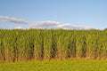 Switchgrass Seeds for Planting - Fast Growing Hardy Prairie Grass, Panicum virgatum, Biofuel & Erosion Control