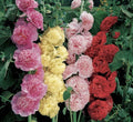 Hollyhock Seeds - Summer Carnival Mix - Non-GMO Alcea rosea Flower Seeds for Garden Beds & Pollinator Attracting