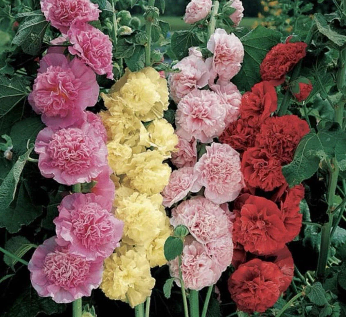 Hollyhock Seeds - Summer Carnival Mix - Non-GMO Alcea rosea Flower Seeds for Garden Beds & Pollinator Attracting