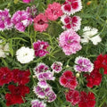 Chinese Pinks Flower Seeds - 300+ Annual Dianthus Chinensis Seeds for Garden Beds, Borders, Containers