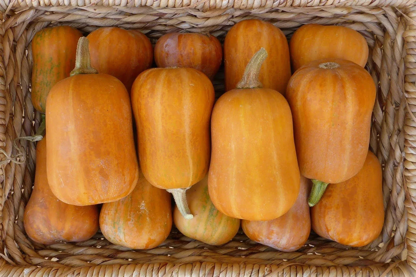 Honeynut Winter Squash Seeds – Organic Cucurbita moschata for Planting, Heirloom, Non-GMO, Sweet, Roasting & Cooking