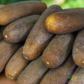 Brown Russian Cucumber Seeds - 25+ Pack, Cucumis sativus, Garden Planting, Vining, Non-GMO, Full Sun, USA Grown