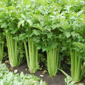 Tall Celery Seeds - Over 2500 Non-GMO Heirloom Apium graveolens Vegetable Seeds for Home Gardening