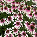 50 Coneflower Seeds Echinacea Purpurea Perennial Flower Seeds for Garden, Butterfly & Bee Attractant, Drought-Tolerant, USA Grown