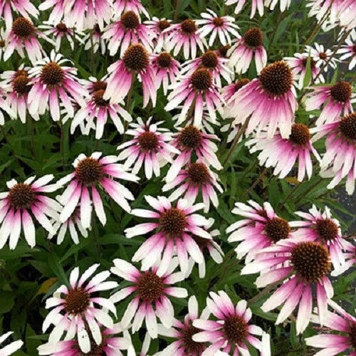 50 Coneflower Seeds Echinacea Purpurea Perennial Flower Seeds for Garden, Butterfly & Bee Attractant, Drought-Tolerant, USA Grown