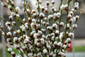 Pussy Willow Cuttings - 10 Unrooted Fuzzy White Blooming Salix discolor Garden Plants