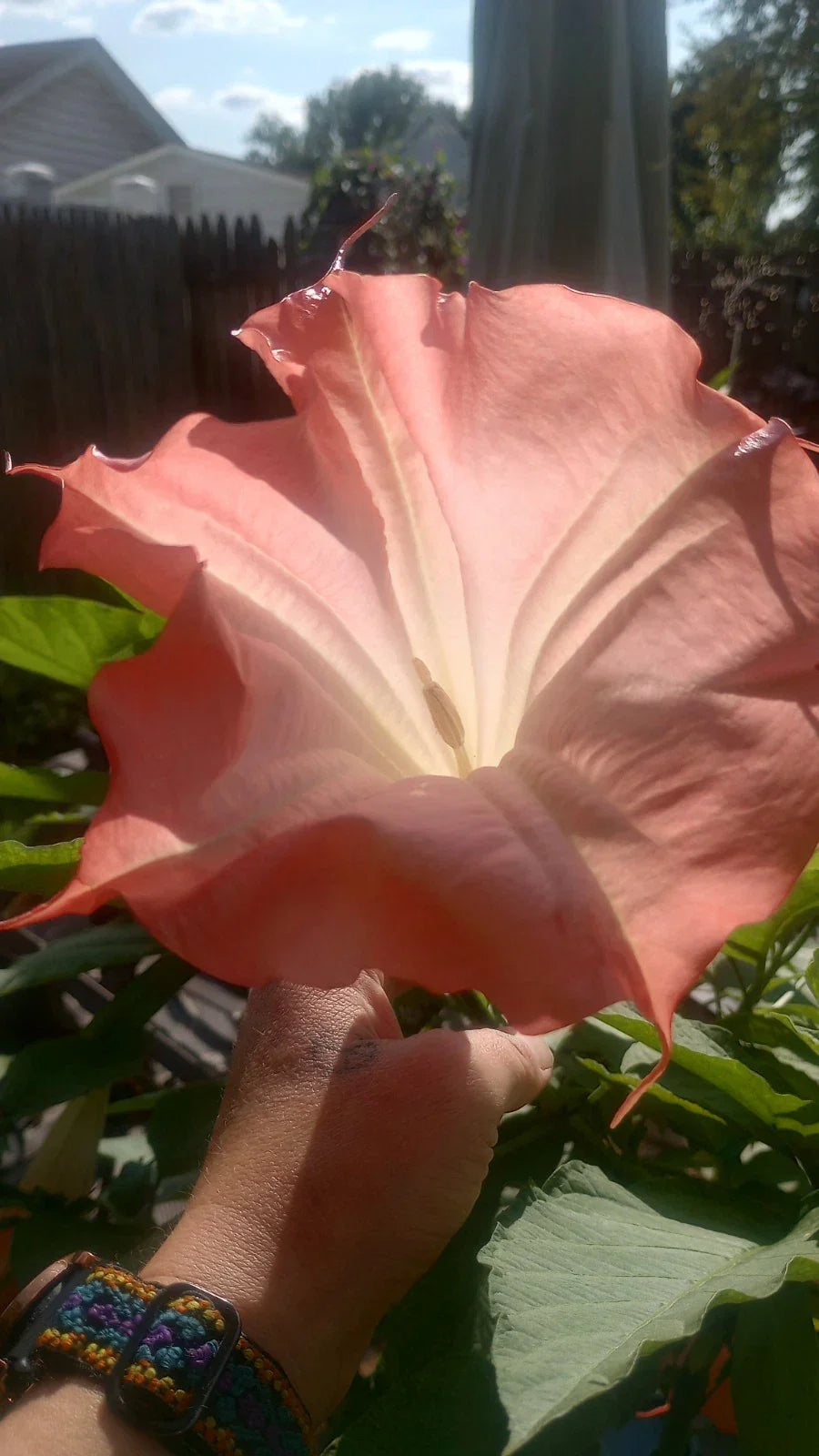 Brugmansia Angel Trumpet Live Plant Node - Pink Variety - No Leaves or Roots - Brugmansia spp.