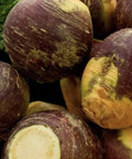Rutabaga Seeds 2,000 Count American Purple Top Non-GMO Brassica napus Vegetable Garden Seed Pack