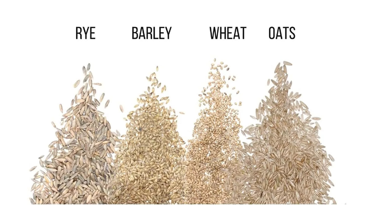 Cat Grass Seeds, 4-Way Blend, Rye Wheat Oats Barley, Organic Non-GMO, Indoor Plant Seeds