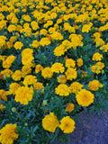 Dwarf Marigold Seed Mix - Organic Gypsy Sunshine & Sunrise Seeds - Tagetes patula - Garden Flower Seeds for Borders & Containers