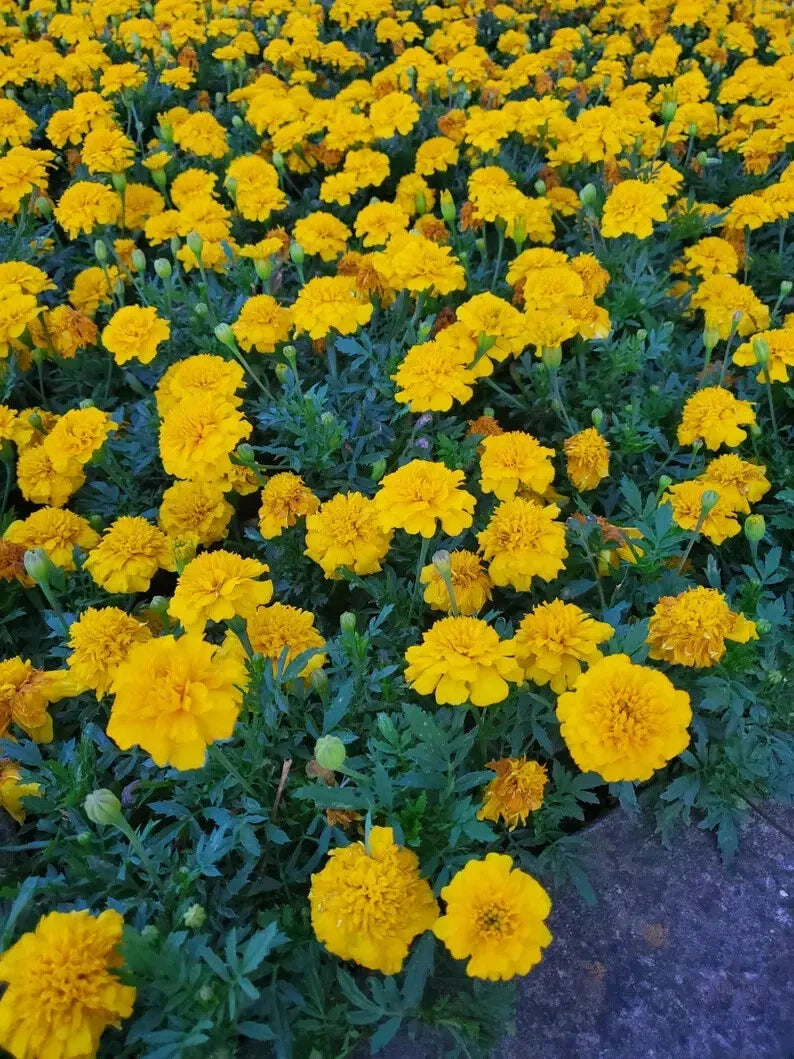 Dwarf Marigold Seed Mix - Organic Gypsy Sunshine & Sunrise Seeds - Tagetes patula - Garden Flower Seeds for Borders & Containers