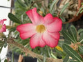 Desert Rose Seeds - Adenium obesum "PEONY" Bonsai Flower Seeds, 5 Pack, Drought-Tolerant, Indoor & Outdoor Planting