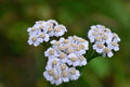 Caraway Seeds for Growing - Non-GMO Culinary Herb Seeds, Carum carvi, Urban Gardening, Herb Seeds for Pots & Gardens