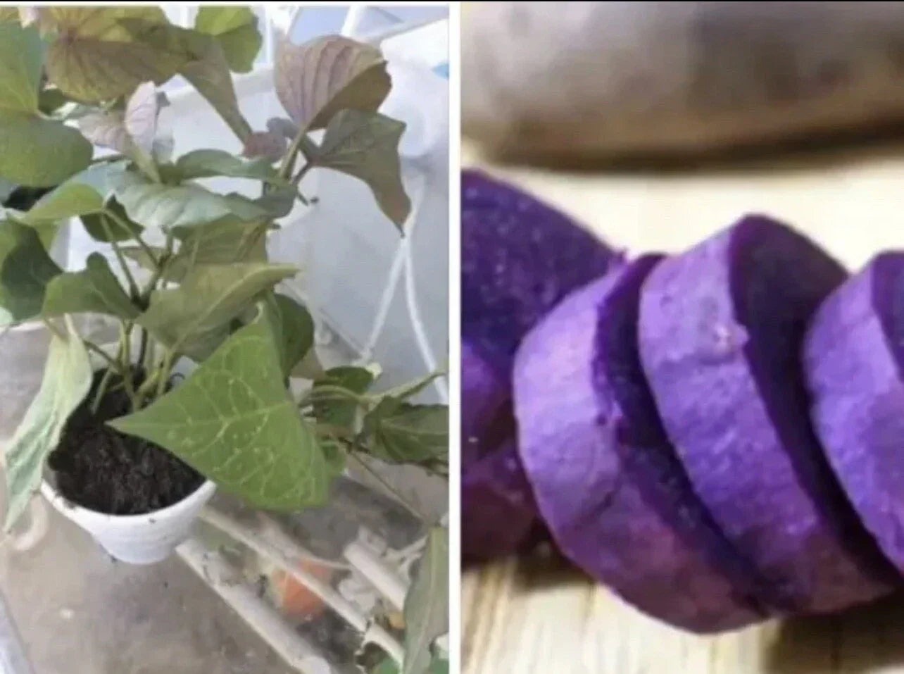 Rooted Purple Sweet Potato Plants in Pots – Ipomoea batatas, 3 Live Plants for Garden, Container, or Patio Planting