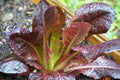 Cimmaron Romaine Lettuce Seeds – Non-GMO Heirloom Organic Lactuca sativa, 850+ Seeds for Home Gardening