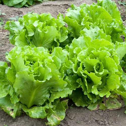 Black Seeded Simpson Lettuce Seeds – Heirloom Non-GMO Vegetable Garden Seeds, Lactuca sativa, Loose-Leaf, Full Sun