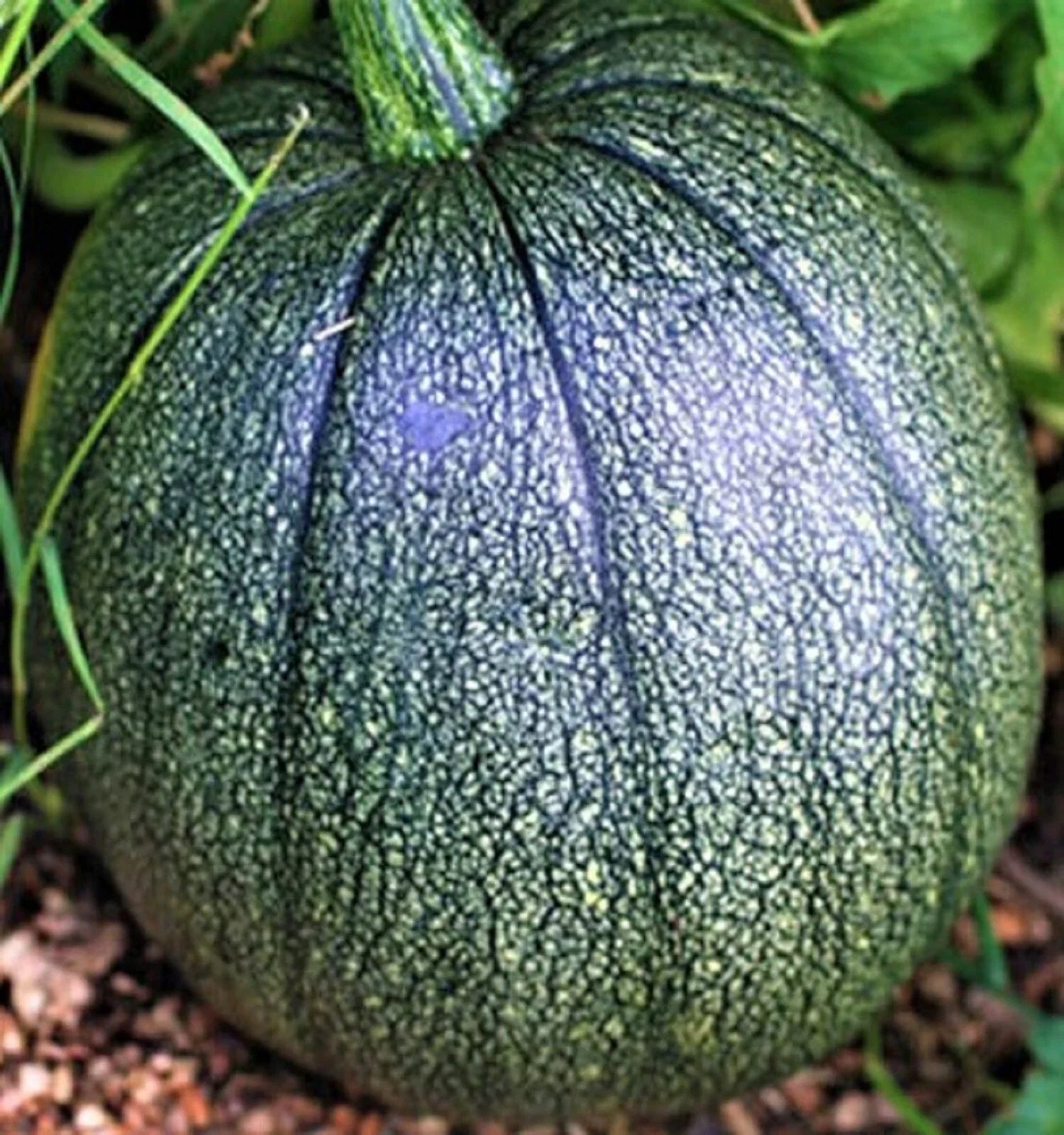 Tatume Squash Seeds - Non-GMO Heirloom Cucurbita pepo Vining Plant - 10 Seeds for Garden, Culinary Use