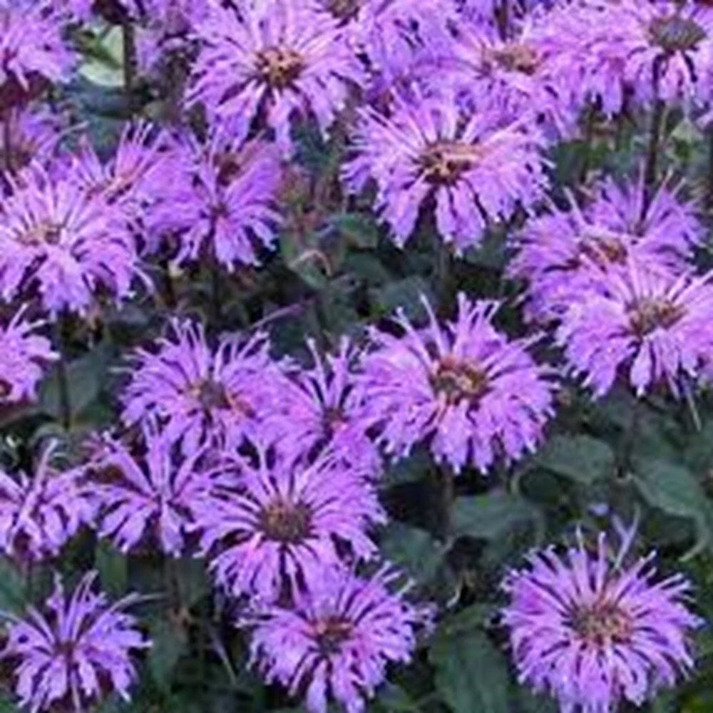 Double Lilac Bee Balm Seeds - 100 Pack, Monarda didyma, Hummingbird & Butterfly Attractant, Perennial Garden Flower Seeds
