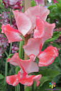 Tutti Frutti Sweet Pea Seeds - 50+ Pack, Fragrant Climbing Flowers, Lathyrus odoratus, Garden Planting, Annual, Assorted Pastel Shades