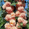 Hollyhock Seeds - 25 Non-GMO Chater's Double Salmon Peony Flowered Alcea rosea Garden Flower Seeds