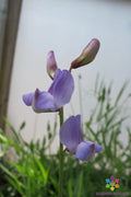 Lathyrus paranensis Sweet Pea Seeds, Annual Climbing Vine, Fragrant Flowers, Garden Variety, USA Grown, 50+ Seeds