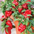 Organic Redskin Sweet Bell Pepper Seeds - Capsicum annuum, Non-GMO, 20 Pack for Container Gardening, Full Sun, USA Grown
