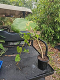 Giant Variegated Golden Pothos Plant - Large Climbing Epipremnum aureum Indoor Jungle Decor