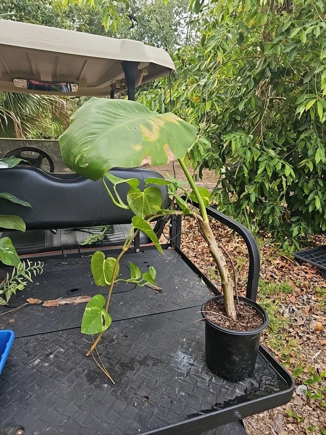 Giant Variegated Golden Pothos Plant - Large Climbing Epipremnum aureum Indoor Jungle Decor