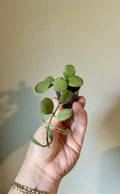 Dischidia Geri Cutting - Lightly Rooted Indoor Plant Propagation - Trailing Dischidia nummularia Houseplant