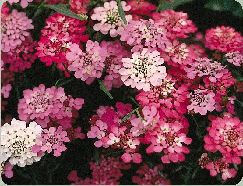 Candytuft Seeds Pack of 325 - Iberis umbellata Perennial White Pink Flower Seeds for Borders & Rock Gardens
