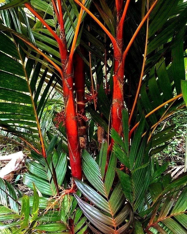 Areca Vestiaria Red Palm 1G - Rare Red Crownshaft Tropical Palm, Exotic Sunset Variety, Indoor & Outdoor Garden Plant